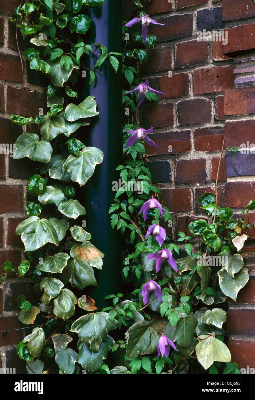 Clematis alpina - `Frances Rives' AGM covering downpipe   CLE040994  /Photosh Stock Photo